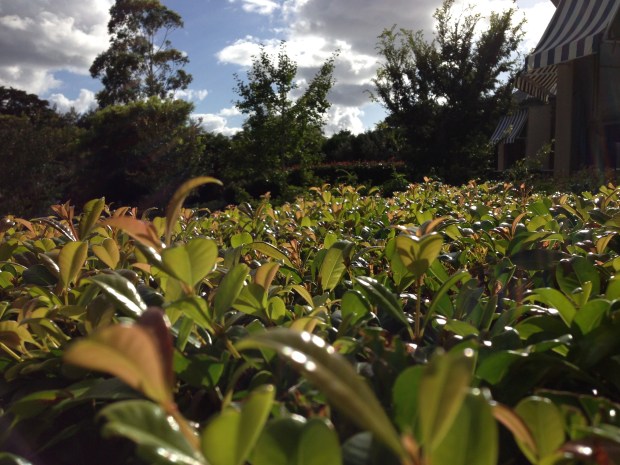 Morning light on lilly pilly hedge. Janna Schreier