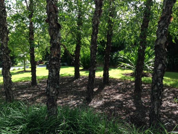 Native Gymea lilies sit comfortably behind this small birch grove. Janna Schreier