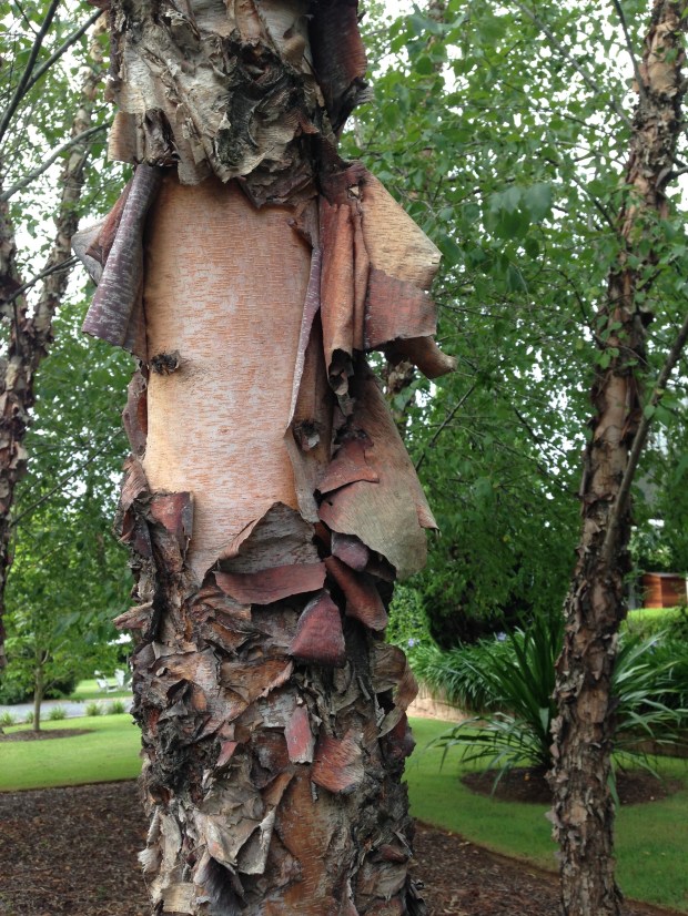 Peeling birch bark. Janna Schreier