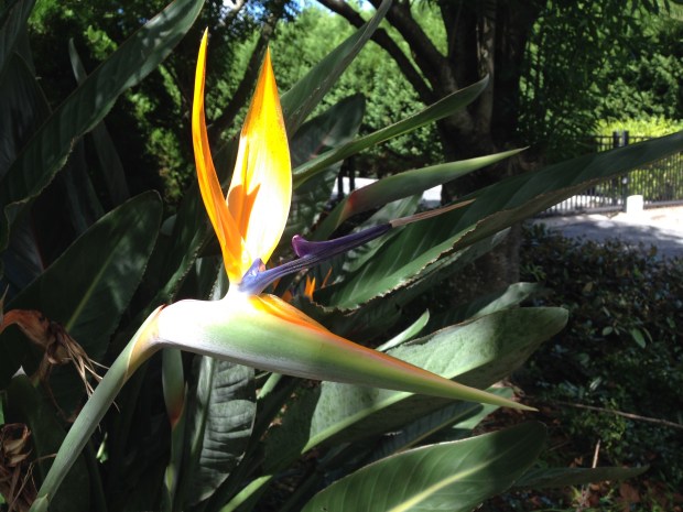 Perfect Strelitzia flower. Janna Schreier