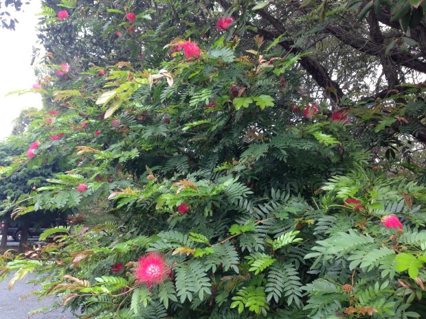 Red Calliandra at Bells. Janna Schreier