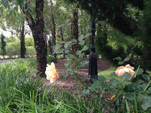 Roses in the gardens at Bells. Janna Schreier