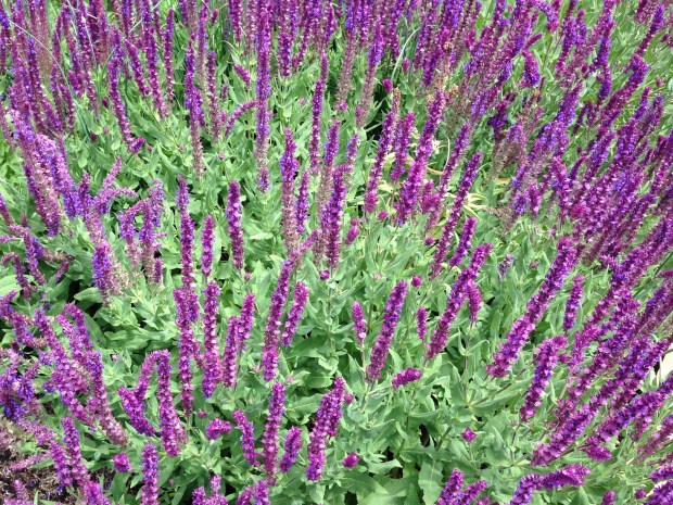 Salvia nemorosa at Lambley Nursery. Janna Schreier