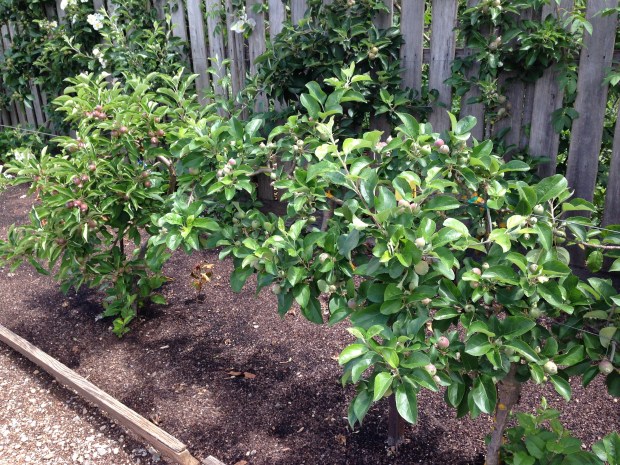Step over apples at Lambley Nursery. Janna Schreier