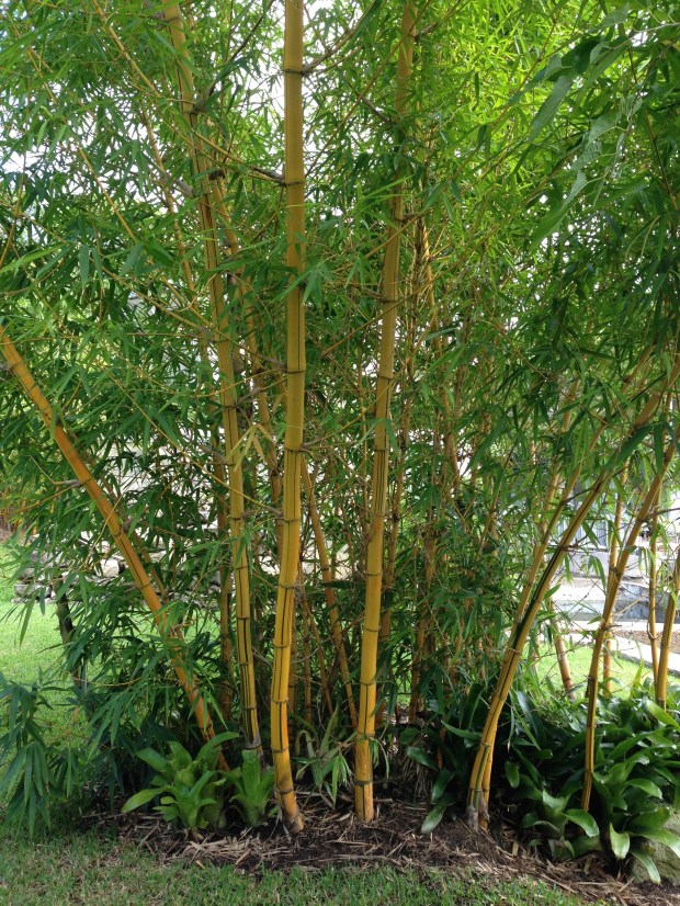Stunning Bambusa vulgaris 'Vittata' at Wyoming. Janna Schreier