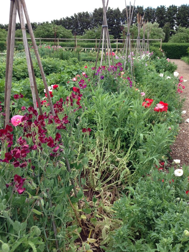 Sweet peas (Lathyrus) at Lambley Nursery. Janna Schreier