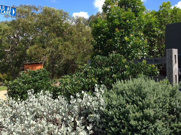 This Saltbush (Atriplex) really highlights the other green, blending with the Westringia. Janna Schreier