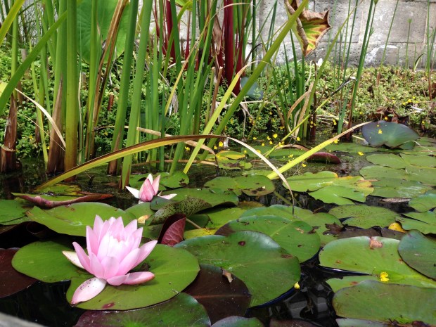 Water lily at Wyoming. Janna Schreier