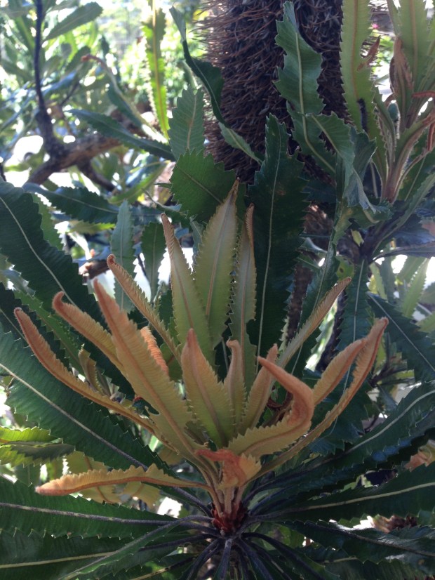 Banksia serrata new growth. Janna Schreier