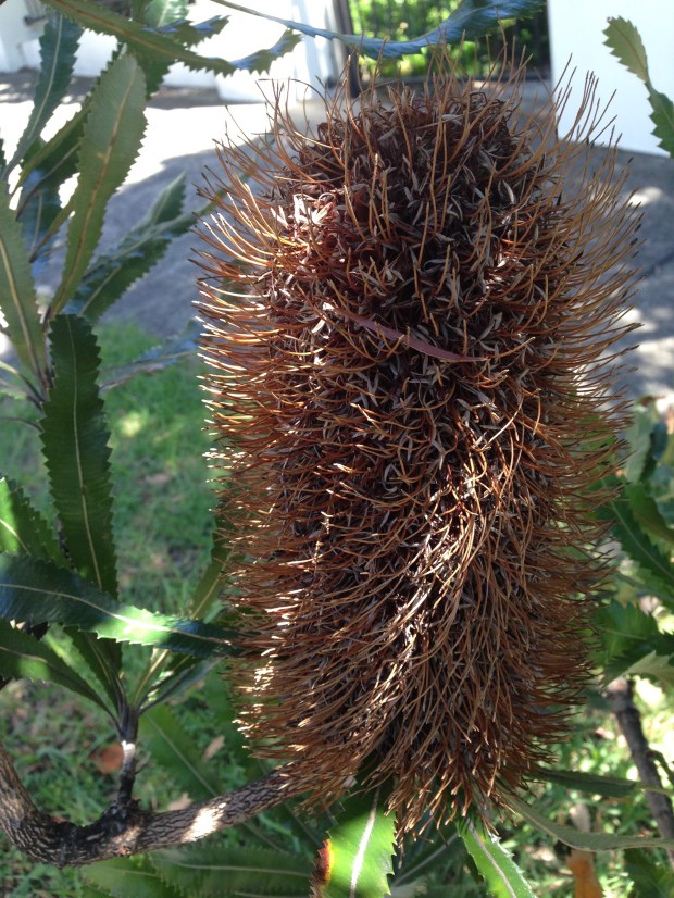 Banksia serrata seed head. Janna Schreier