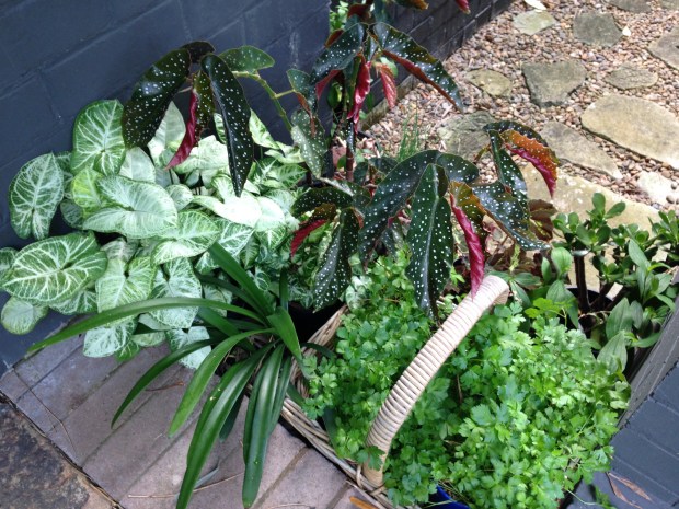 Beautiful basket of textures at Vaucluse. Janna Schreier