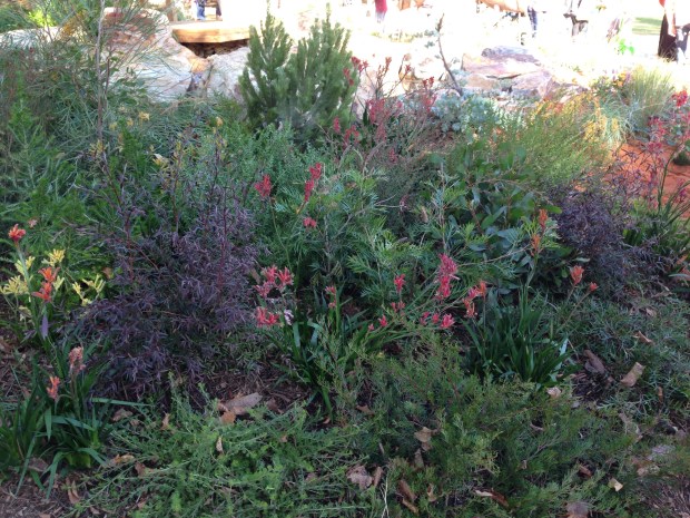 Beautiful native plantings at 'The Bronzed Brolga'. Janna Schreier