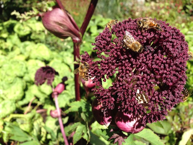 Bees swarm over Ian Barker's Angelica gigas at MIFGS. Janna Schreier