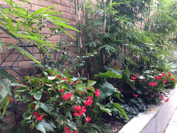 Begonias at Brendan Moar's St Peter's garden. Janna Schreier