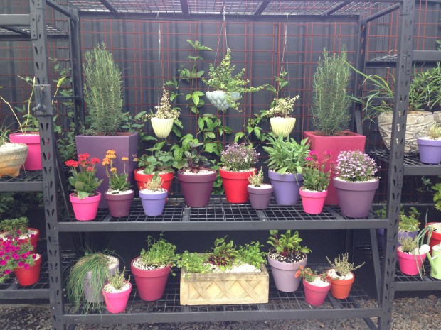 Bright pots at Brendan Moar's St Peter's garden. Janna Schreier