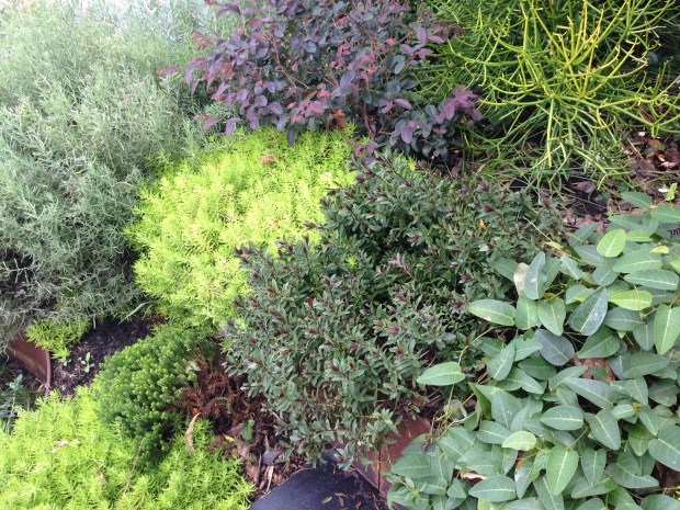 Colours and textures in Brendan Moar's garden. Janna Schreier