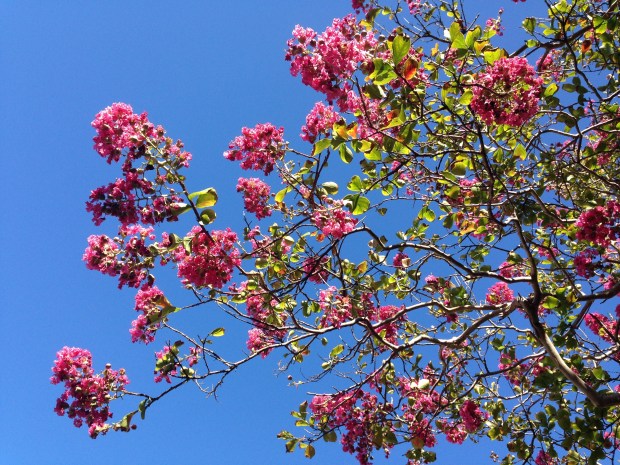 Crepe Myrtle on Middle Head Road. Janna Schreier
