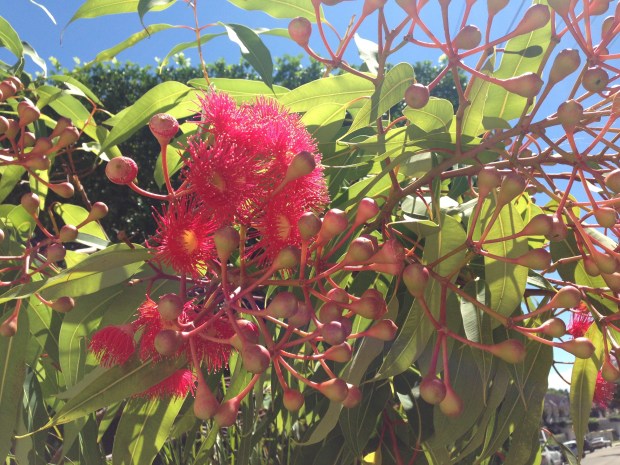 Flowering gum at Balmoral. Janna Schreier