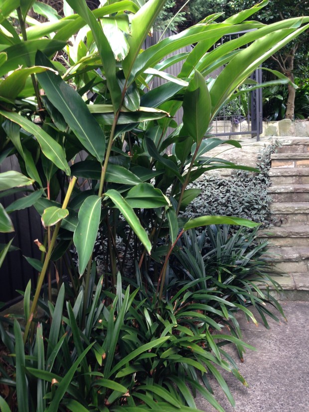 Gingers, Tradescantia and Clivea. Janna Schreier