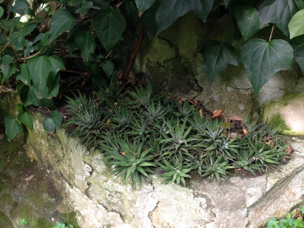Haworthia succulent pocket. Janna Schreier
