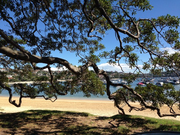 Morton Bay Fig at Balmoral. Janna Schreier