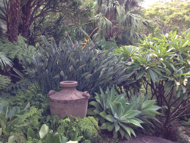 Strelitzia, Agave, Bergenia, Frangipani and ferns at Vaucluse. Janna Schreier