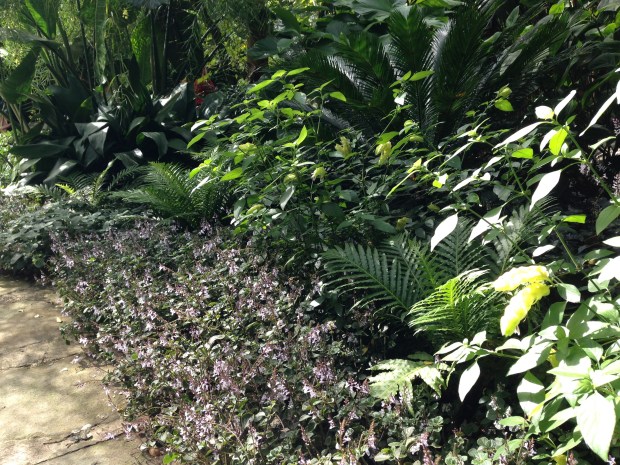 Sydney subtropical planting. Janna Schreier