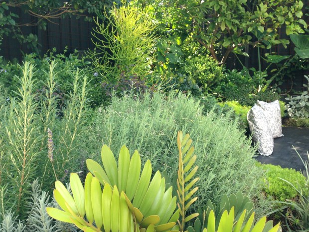 The sun brings the limes of the foliage to life. Janna Schreier