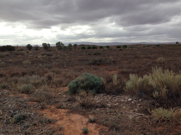 A view from inside the Arid Lands Botanic Garden. Janna Schreier