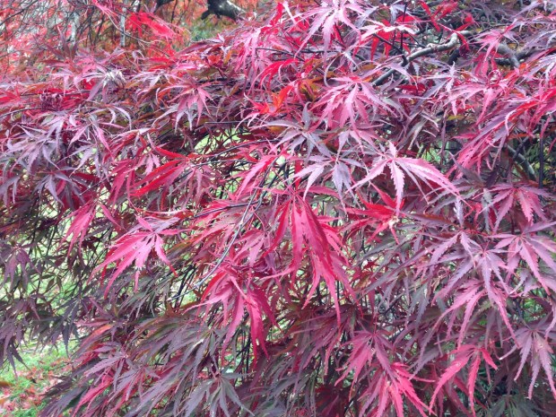 Acer palmatum red leaves at Woodgreen. Janna Schreier