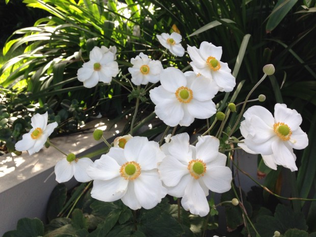 Anemone in my garden. Janna Schreier