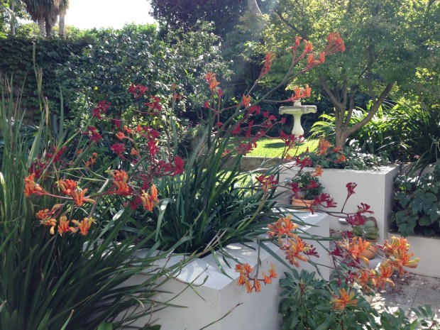 Anigozanthos (Kangaroo paws) in my garden. Janna Schreier
