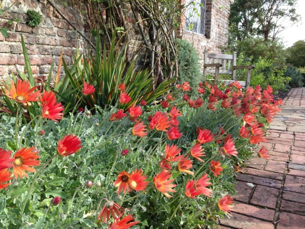 Arctotis 'Flame' at Sissinghurst garden, Kent. Photo: Janna Schreier