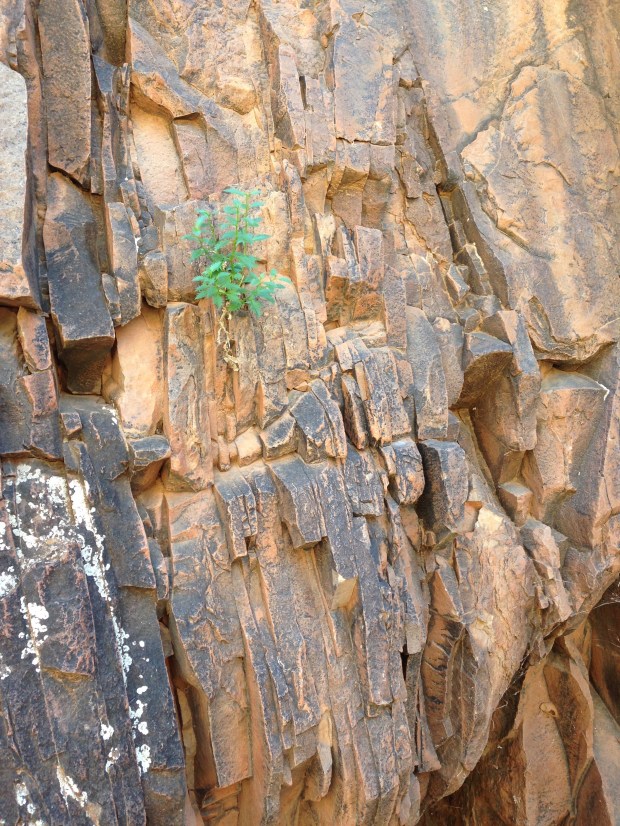 Aussie Battler seedling! Janna Schreier