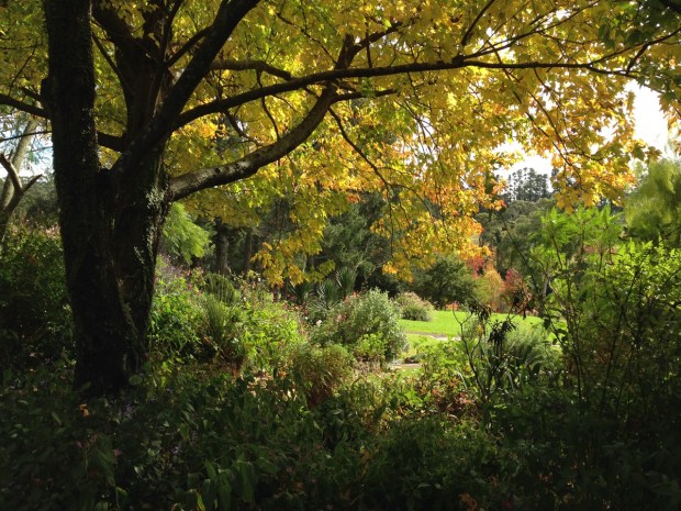 Autumn colour at 'Woodgreen', Bilpin. Janna Schreier