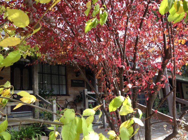 Autumn colours in Mintaro. Janna Schreier