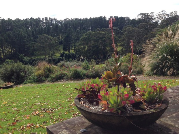 Bowl of succulents at Woodgreen. Janna Schreier