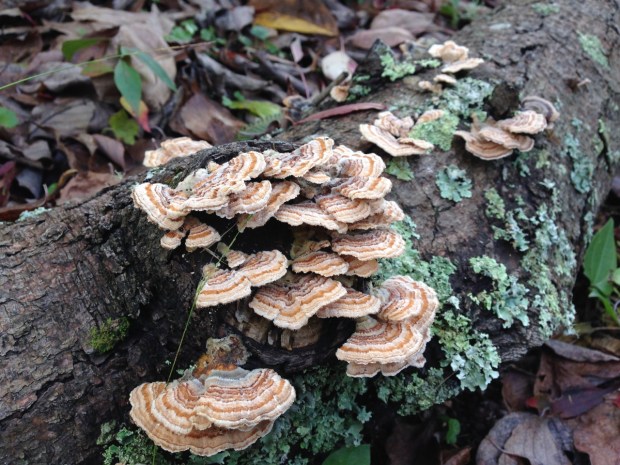 Bracket fungus at Woodgreen. Janna Schreier