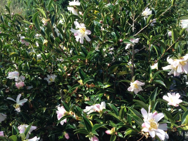 Camellia at Wildwood garden, Bilpin. Janna Schreier