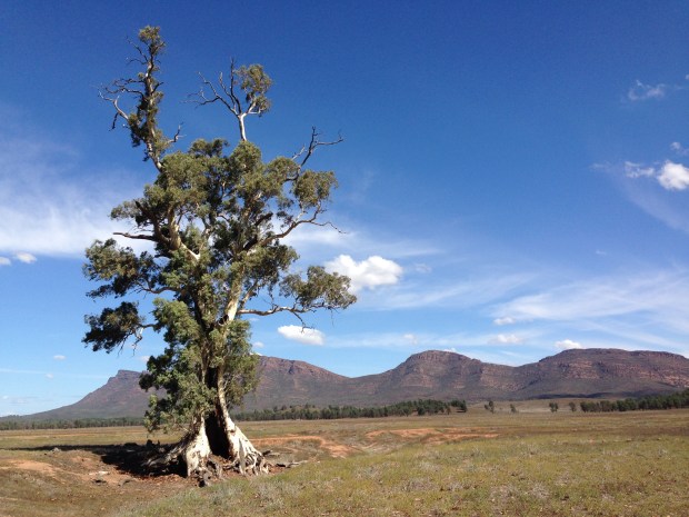 Cazneaux tree in the Flinders Ranges. Janna Schreier