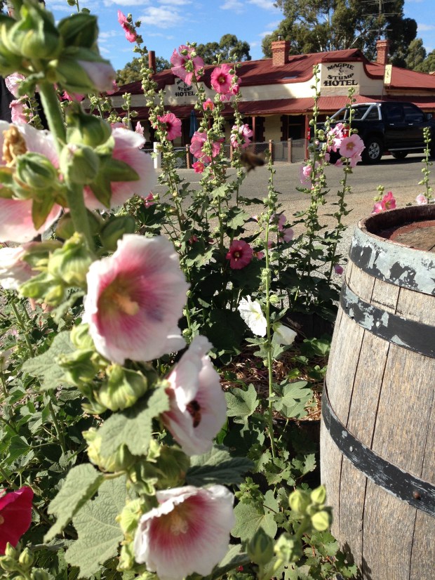 Classic Australian scene behind the hollyhocks: The Magpie Stump Hotel with a ute going past!