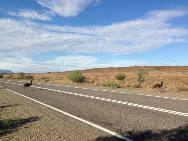Emus crossing the road in South Australia. Janna Schreier