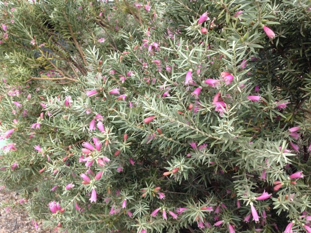Eremophila at the Arid Lands Botanic Garden. Janna Schreier