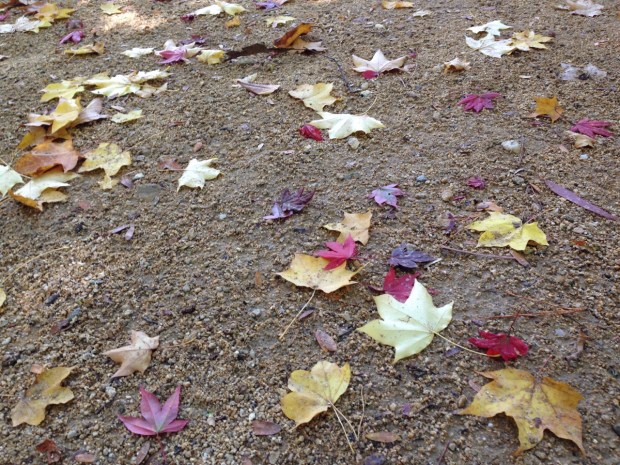 Fallen leaves at Wildwood garden. Janna Schreier