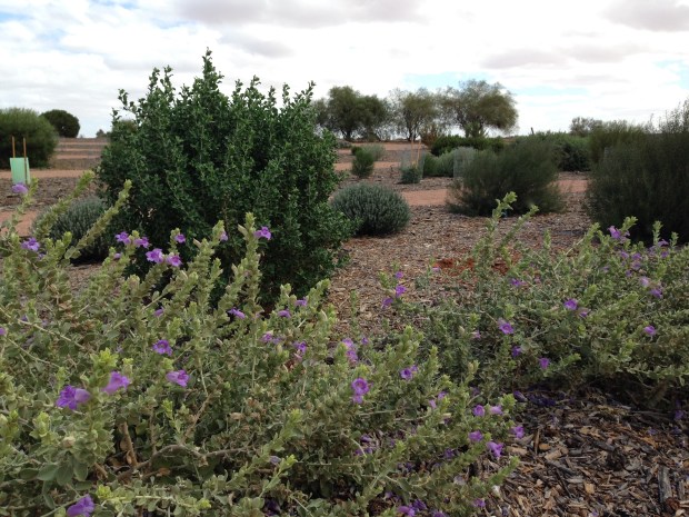 Flowers in the Arid Lands Botanic Garden. Janna Schreier