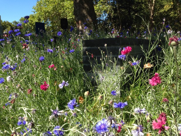 Ian Barker's cornflower meadow. Janna Schreier