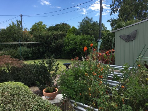 Joyce's garden some years on