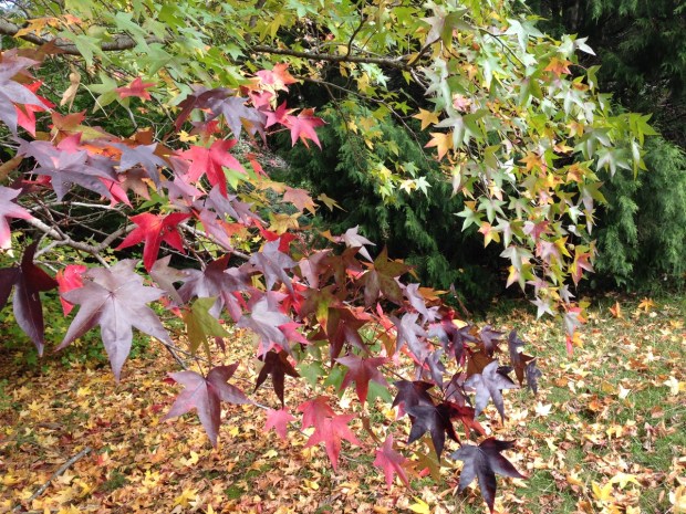 Liquidambar colours at Woodgreen. Janna Schreier