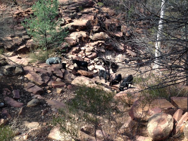 Mountain goats in the Flinders Ranges. Janna Schreier