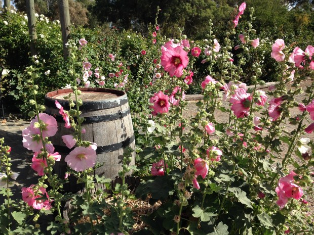 Pink hollyhocks in Mintaro. Janna Schreier